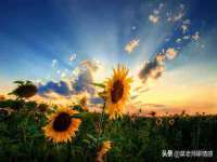 义乌市飒宓电子商务商行