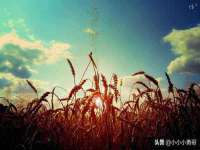 义乌市飒宓电子商务商行