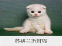 义乌市飒宓电子商务商行