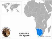 义乌市飒宓电子商务商行
