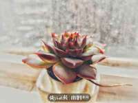 义乌市飒宓电子商务商行