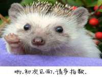义乌市飒宓电子商务商行