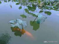 义乌市飒宓电子商务商行