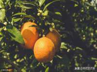 义乌市飒宓电子商务商行