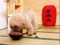 义乌市飒宓电子商务商行