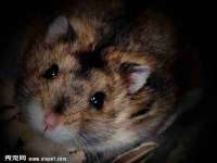义乌市飒宓电子商务商行