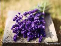 义乌市飒宓电子商务商行