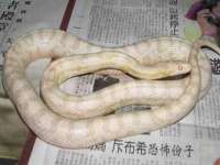 义乌市飒宓电子商务商行